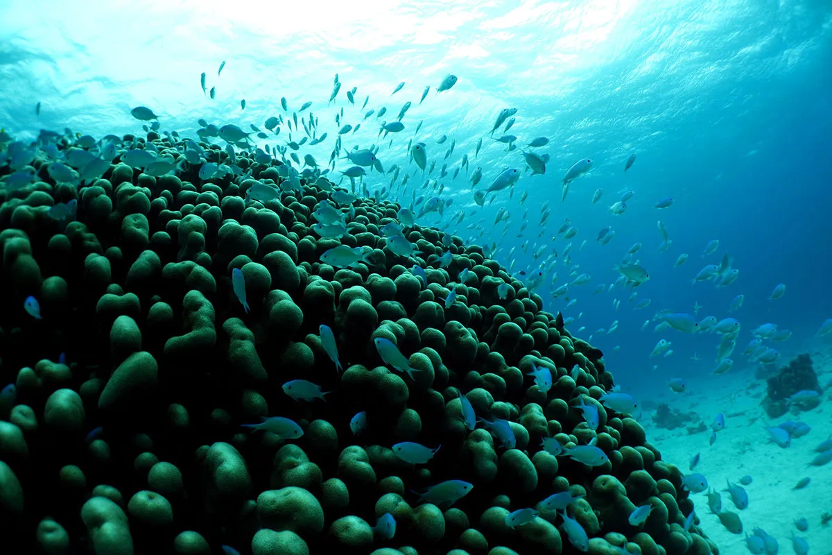 We ask for your cooperation in protecting the beautiful seas of Ishigaki Island.